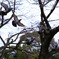 飛翔