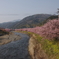 川津桜