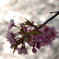 川津桜２