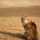 振り返る猫