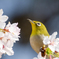 メジロと玉縄桜