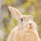 『Rabbit』