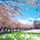 Cherry Blossom Avenue to the Alps