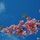 湯河原　幕山公園より　5