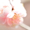 枝垂れ梅の小さな花たち