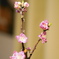 桃の花