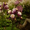 Ｆｌｏｗｅｒｓ