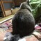 しっぽ