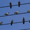 鳩のおんぷ