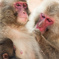 monkey2016-8