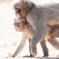 monkey2016-9