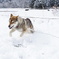 ダッシュ！