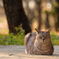 夕刻の猫