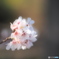 花てまり