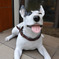 My Dog