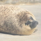 ぽかぽか＝ぐ～・・・
