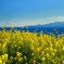 海と菜の花