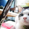 おめめくりくり猫ちゃん