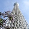 春の東京天空樹