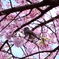 桜の陰に