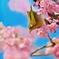 春だ、春が来たぞ！