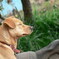 犬
