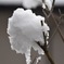 雪