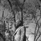 公園逍遥　關一氏