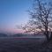 A Tree in the Hazy Morning