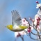 梅の蜜を求めて