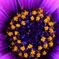 purple