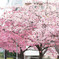 河津桜