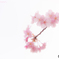 早咲きの春