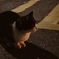 野良猫