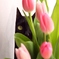 ね・こ