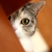 見つめる瞳・・・階段から