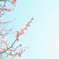 太宰府＊梅