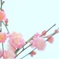 太宰府＊梅②