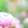 花の郷＊2015