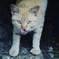 猫*3回生