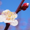 梅の花2