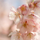 新宿御苑寒桜