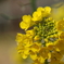 長居植物園　菜の花