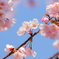 オオカン桜