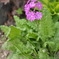 Primula sieboldii