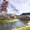 桜並木@石川町