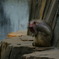 動物園7