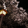 sakura light