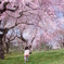 ムスメ桜の中へ・・・