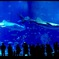 美ら海水族館のアイドル
